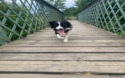 Border Collie dogs for sale: Litter of 7 working border collies - Advert 4