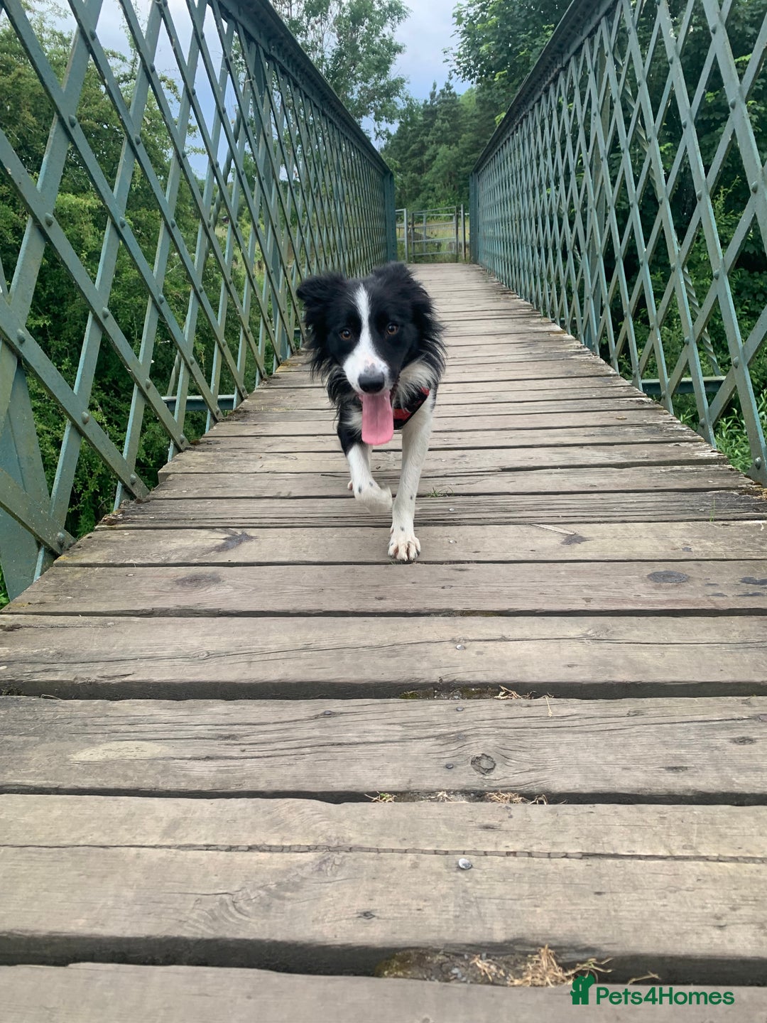 Border Collie dogs for sale: Litter of 7 working border collies - Advert 4