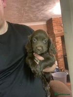 Sprocker dogs Working chocolate Sprocker puppies - Advert 1