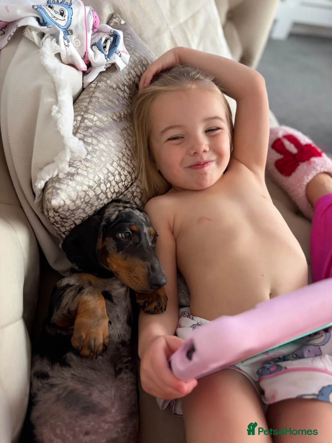 Miniature Dachshund dogs for sale: Miniature dash for sale  - Advert 2