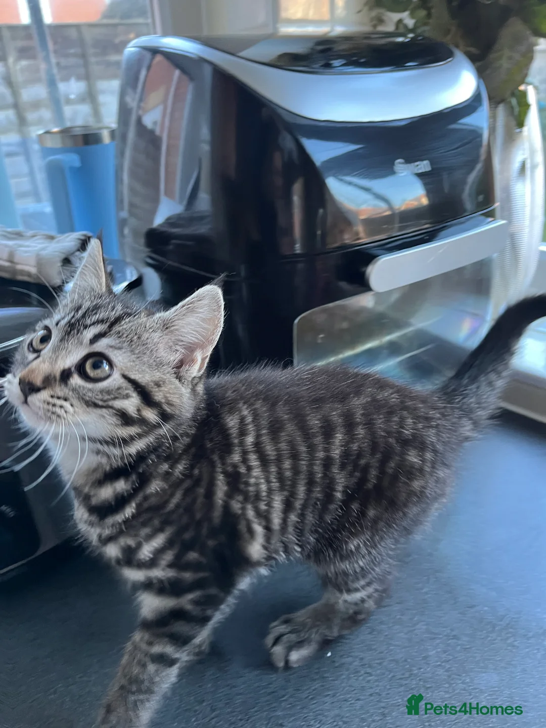 Mixed Breed cats for sale: 4 x Beautiful Playful Kittens Ready NOW - Advert 11