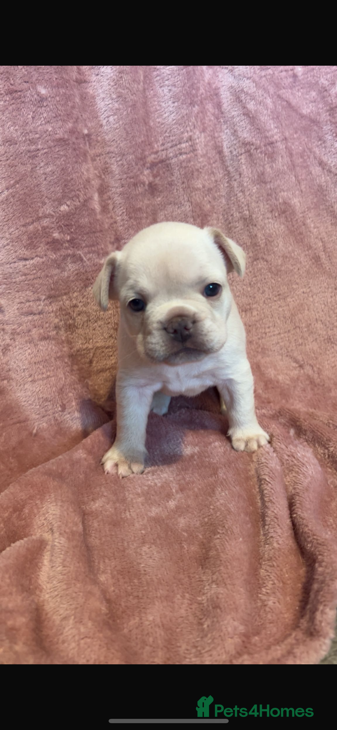 French Bulldog dogs for sale: last girl ready to leave now 🐾⚡️ - Advert 8