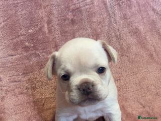 French Bulldog dogs ⚡️🐾 4 Adorable French bulldog puppies 🐾⚡️ - Advert 18