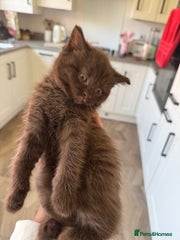 chocolate hair normal legs