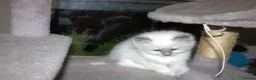 Ragdoll cats for sale: Beautiful Ragdoll kittens in Loughton - Advert 14