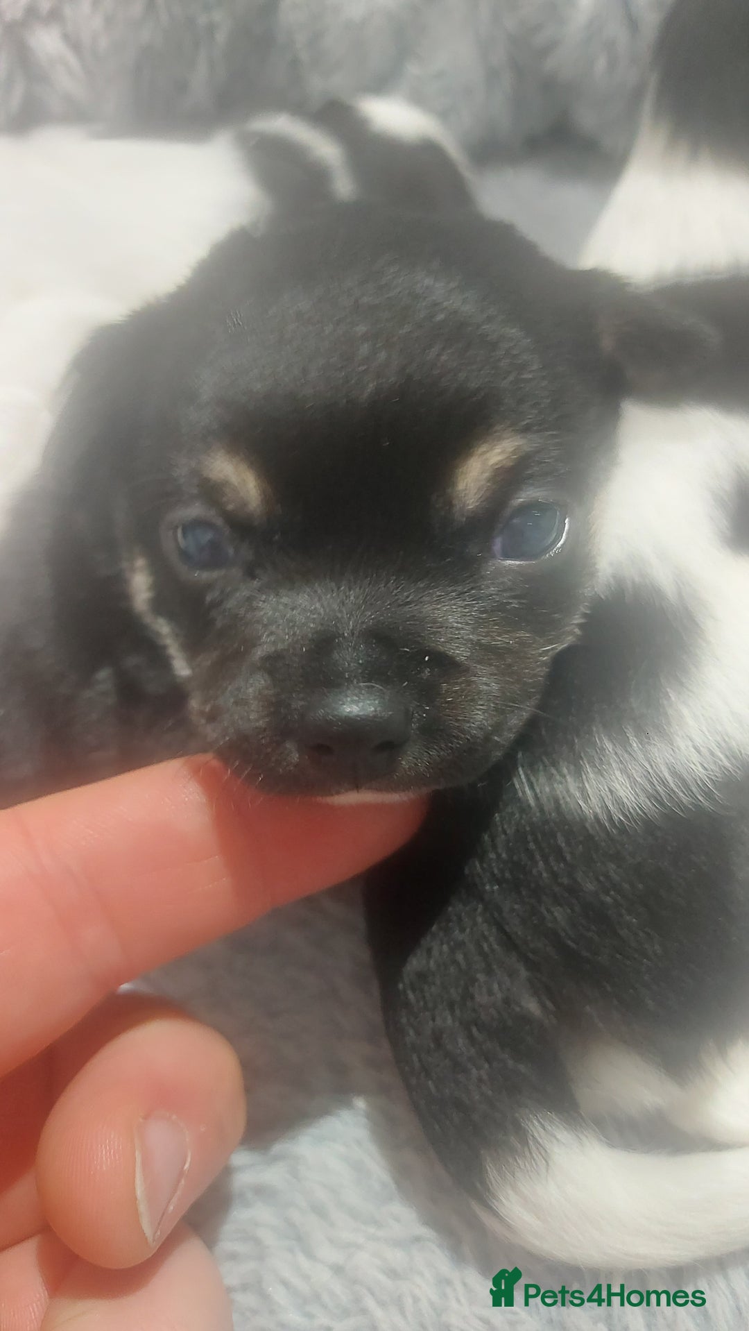 Chihuahua dogs for sale: Chihuahua  - Image 3