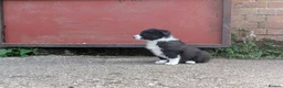 Border Collie dogs for sale: Border Collie Puppies for sale - Advert 13