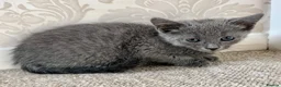 Russian Blue cats for sale: Beautiful Russian Blue Girl – 14 Weeks - Advert 3