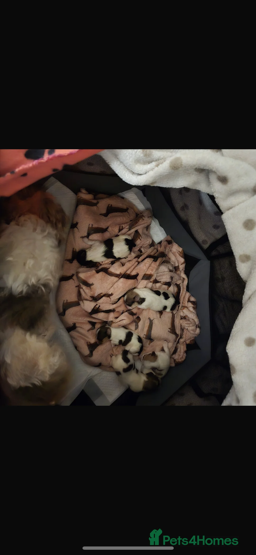 Mixed Breed dogs for sale: 5 Lhasa Apso × Yorkshire Terrier puppies for sale  - Advert 18