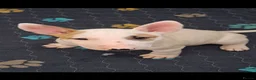 Bull Terrier dogs for sale: 2 female bull terriers ready for new home in Dunfermline - Advert 3