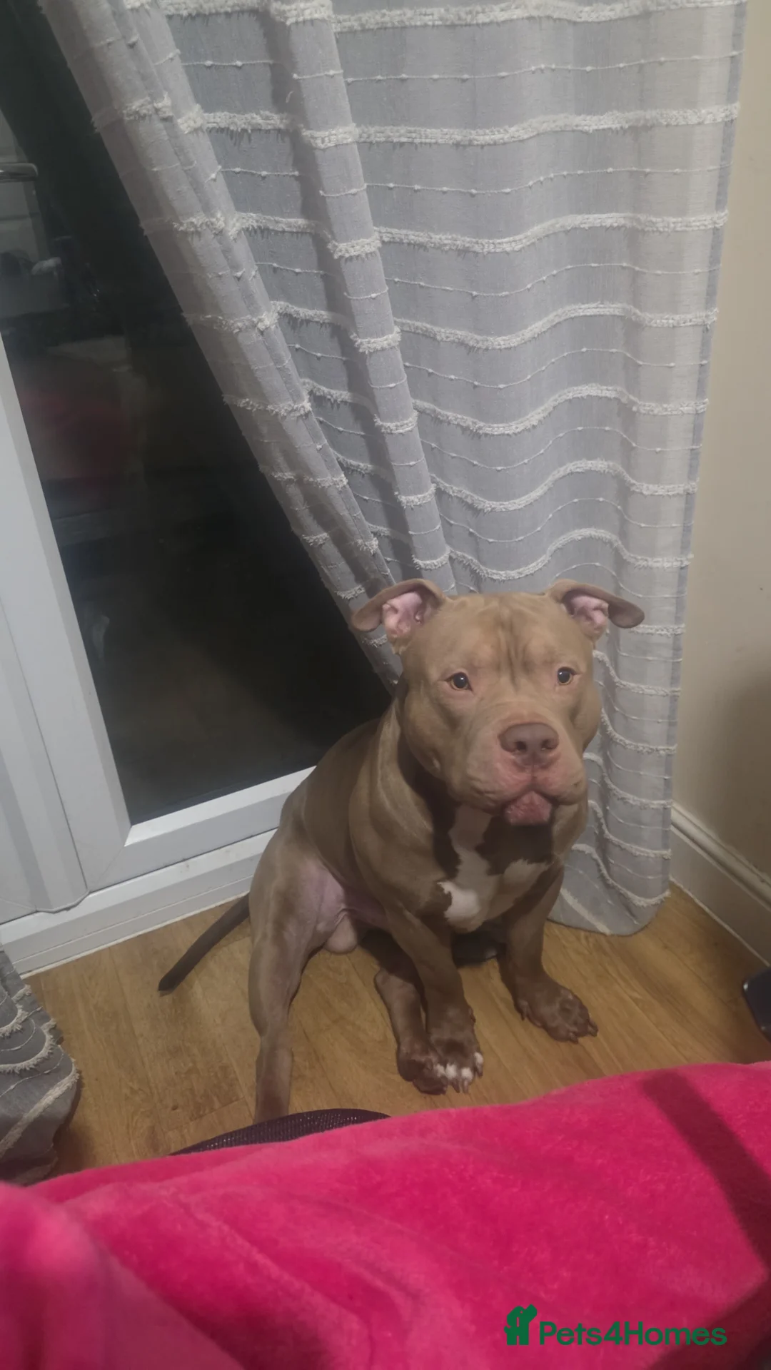 American Bully dogs for stud: Boy Pocket American bully  - Advert 2