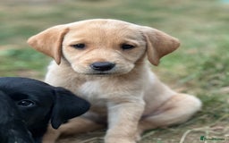 Labrador Retriever dogs for sale: 2 Beautiful female black lab READY TO LEAVE NOW!  in Tidworth - Image 14