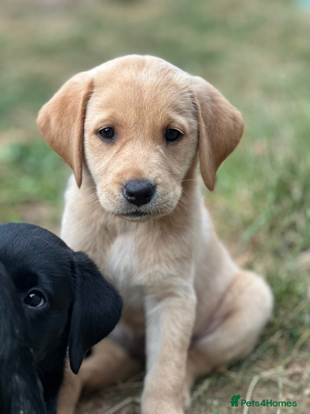 Labrador Retriever dogs for sale: 2 Beautiful female black lab READY TO LEAVE NOW!  in Tidworth - Image 14