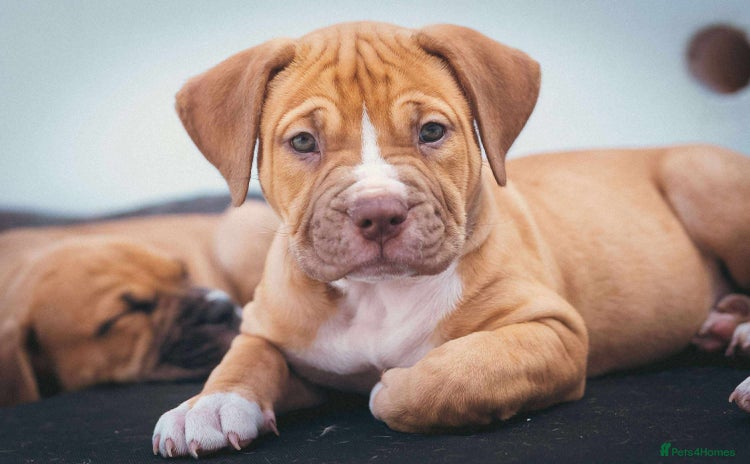 American Bull Staffy dogs - Advert 1