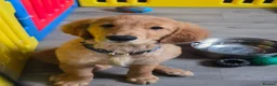 Golden Retriever dogs for sale: Stunning dark Golden retriever puppies - Advert 1