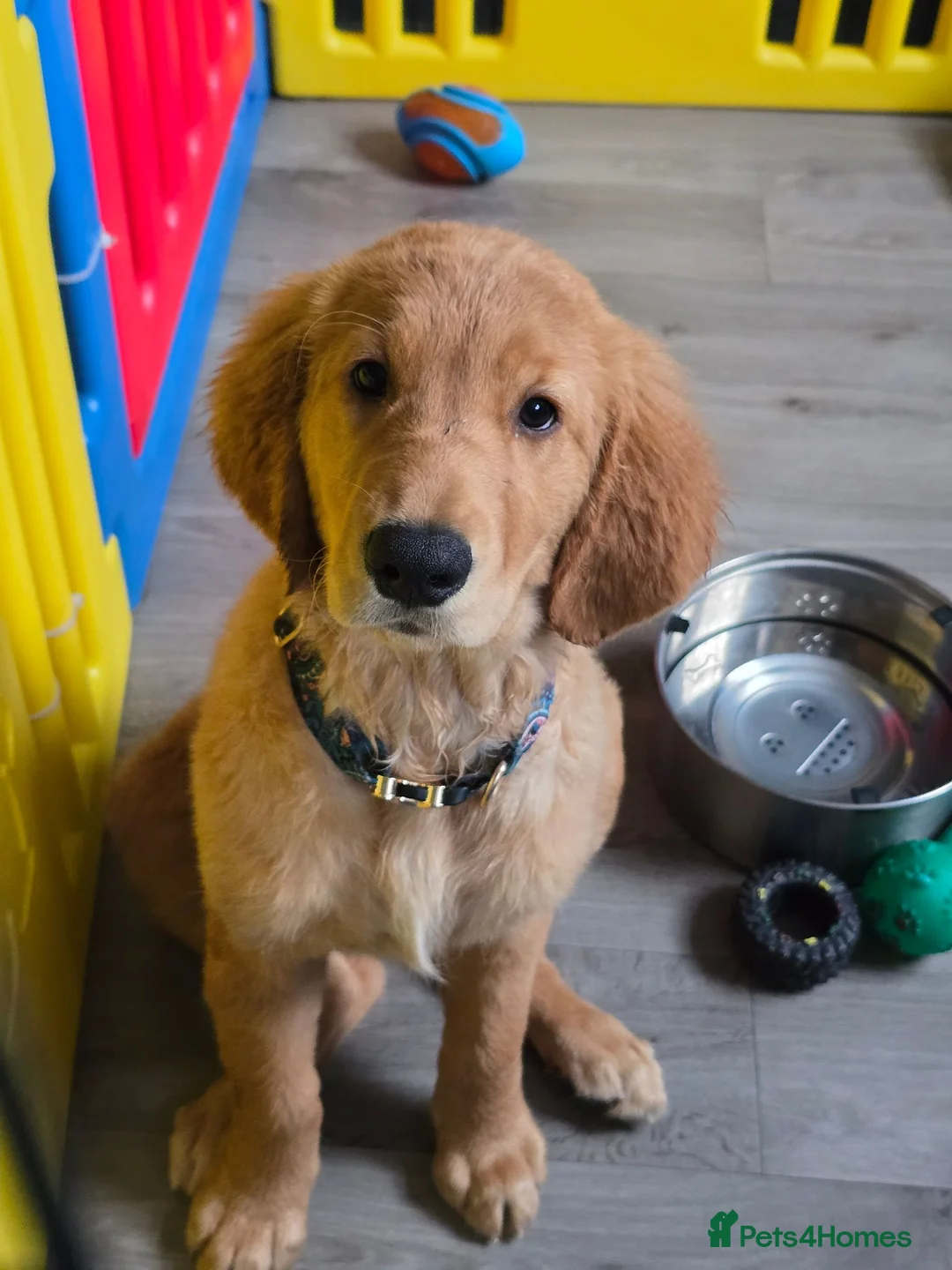 Golden Retriever dogs for sale: Stunning dark Golden retriever puppies - Advert 1