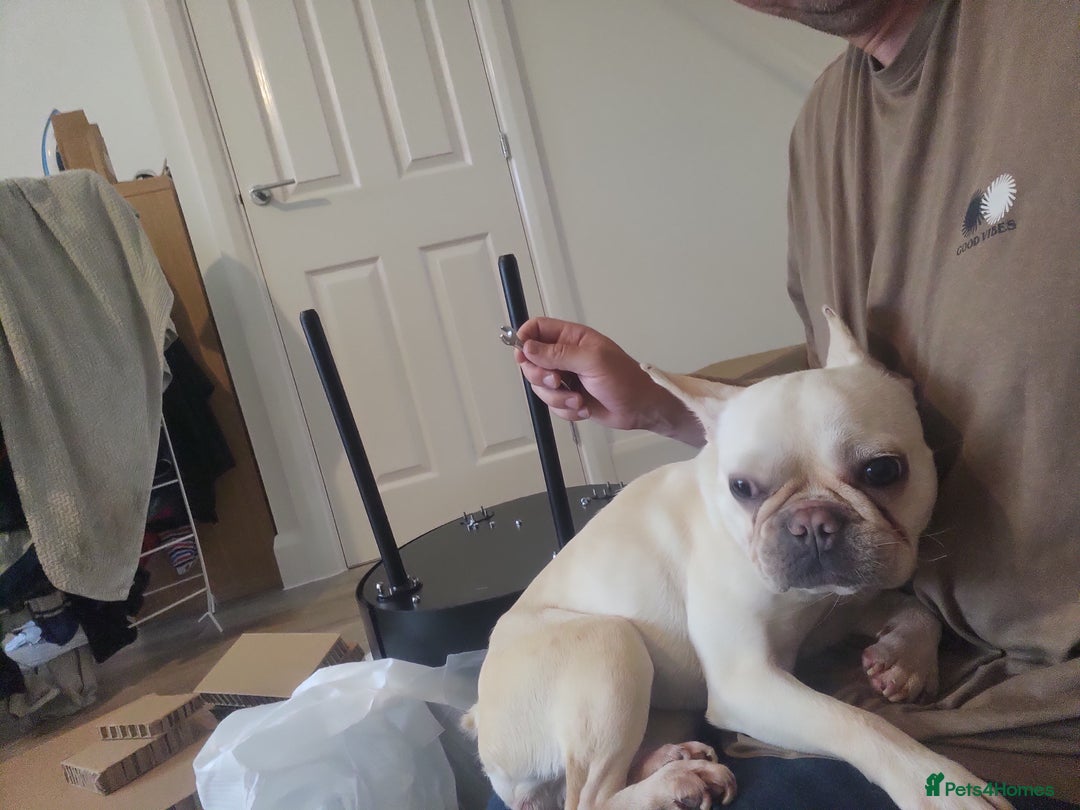 French Bulldog dogs for sale: Loving French Bulldog Looking For Suitable Home - Image 4