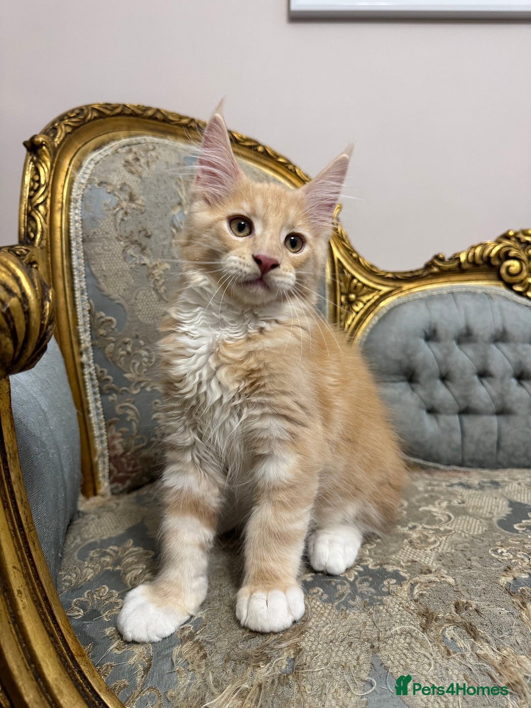 Maine Coon cats for sale: Maine Coon Kittens 🏆 20+ gen 🧬 Full Pedigree - Advert 32