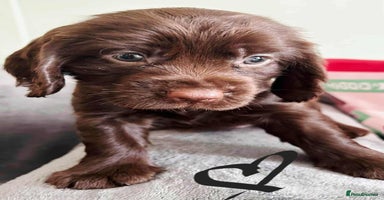 Cocker Spaniel dogs - Advert 11