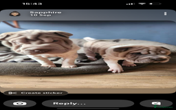 Shar Pei dogs for sale: 2 female shar-peis  - Image 3