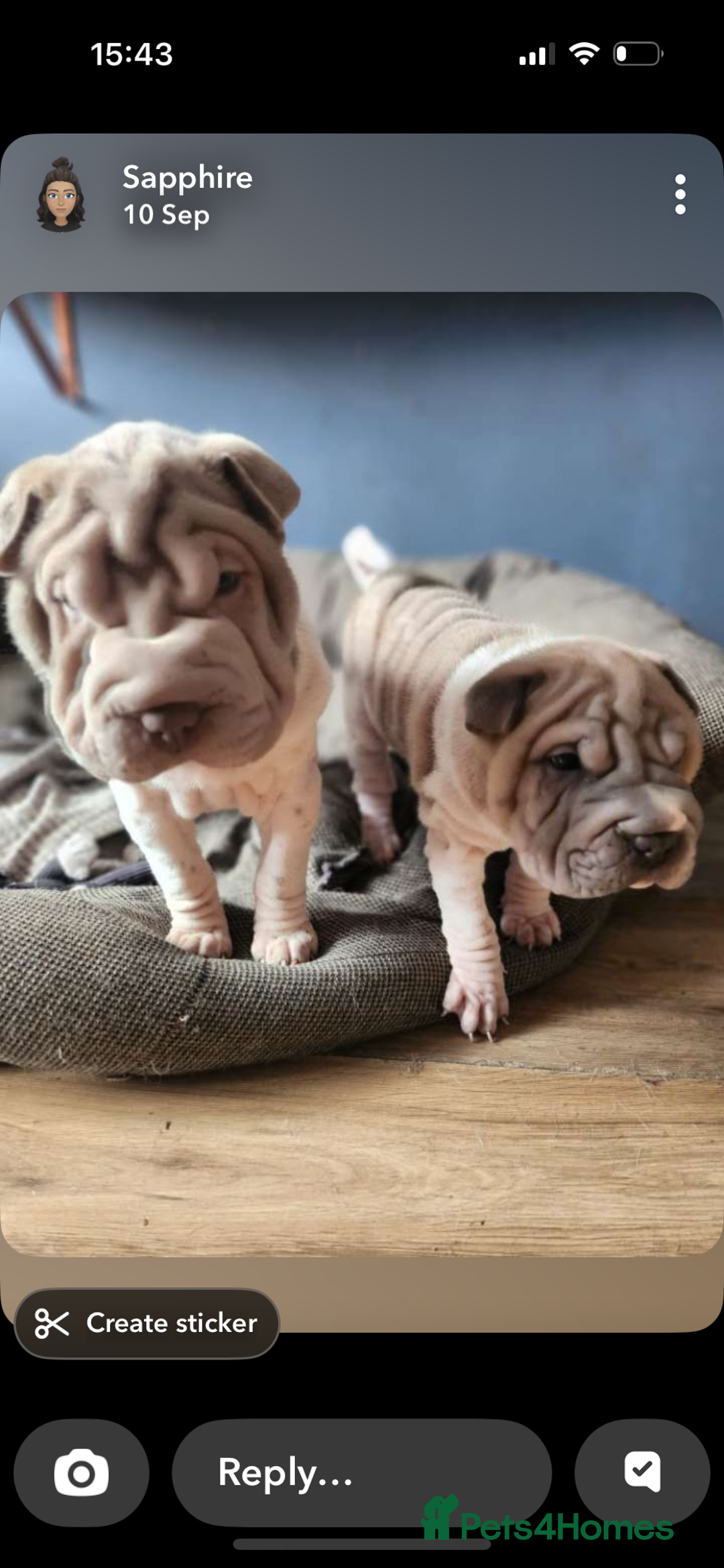 Shar Pei dogs for sale: 2 female shar-peis  - Image 3