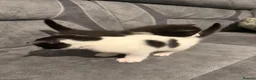 Mixed Breed cats for sale: Kittens for sale  in Hayes - Advert 6