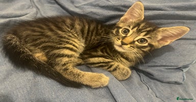Mixed Breed cats in Waltham Cross - Advert 12