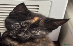 Mixed Breed cats for sale: 1/4 Maincoon dog friendly kittens - Image 14