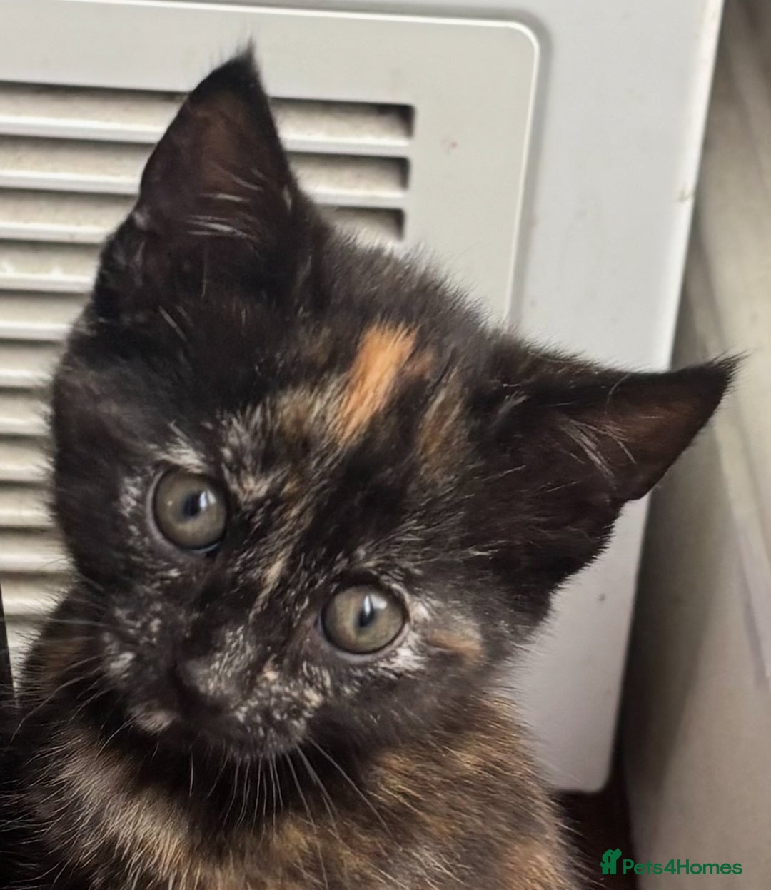 Mixed Breed cats for sale: 1/4 Maincoon dog friendly kittens - Image 14