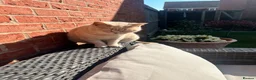 British Shorthair cats for sale: PEDIGREE BSH KITTENS  - Advert 13