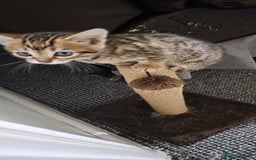 Bengal cats for sale: Mixed Tabby x Bengal Kittens – 2 Males Left 🐾 - Image 13