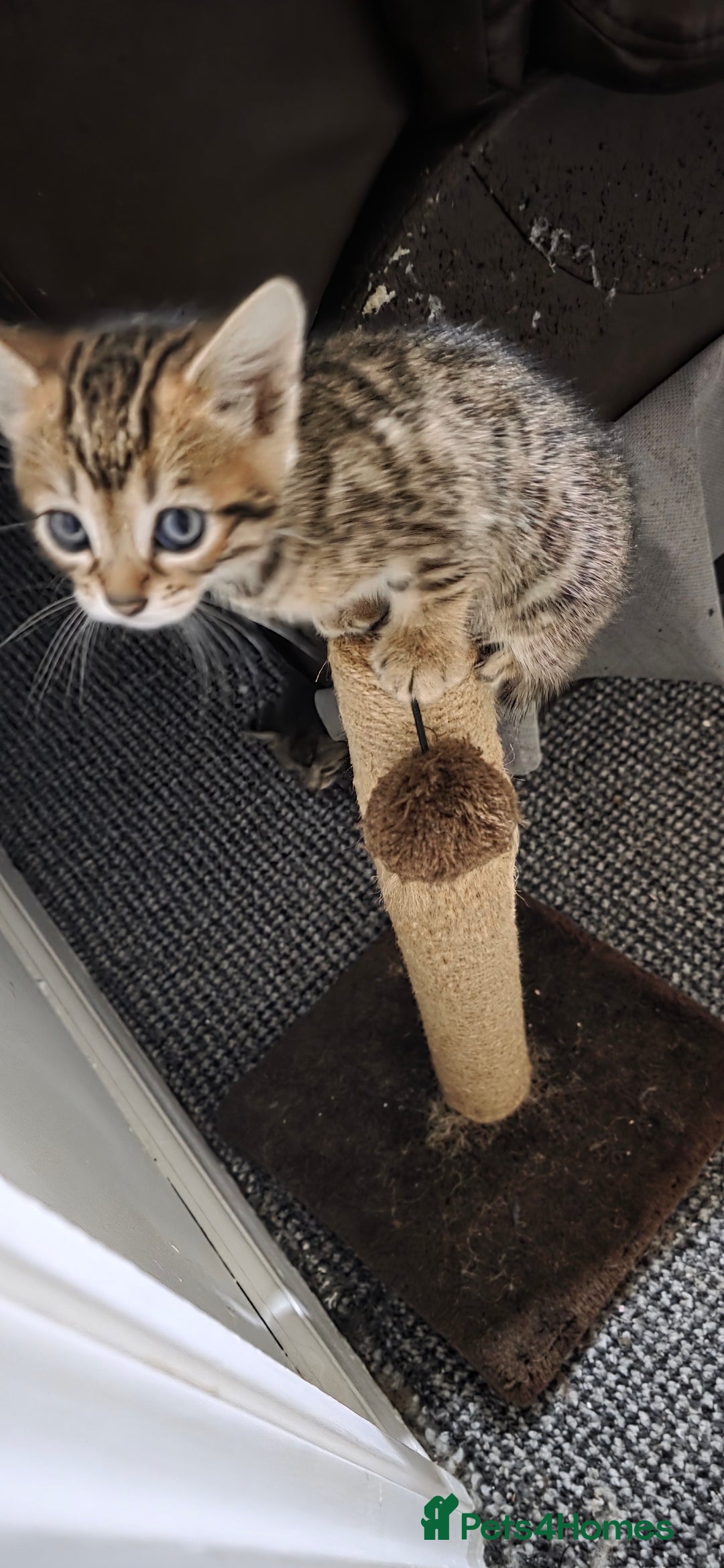 Bengal cats for sale: Mixed Tabby x Bengal Kittens – 2 Males Left 🐾 - Image 13