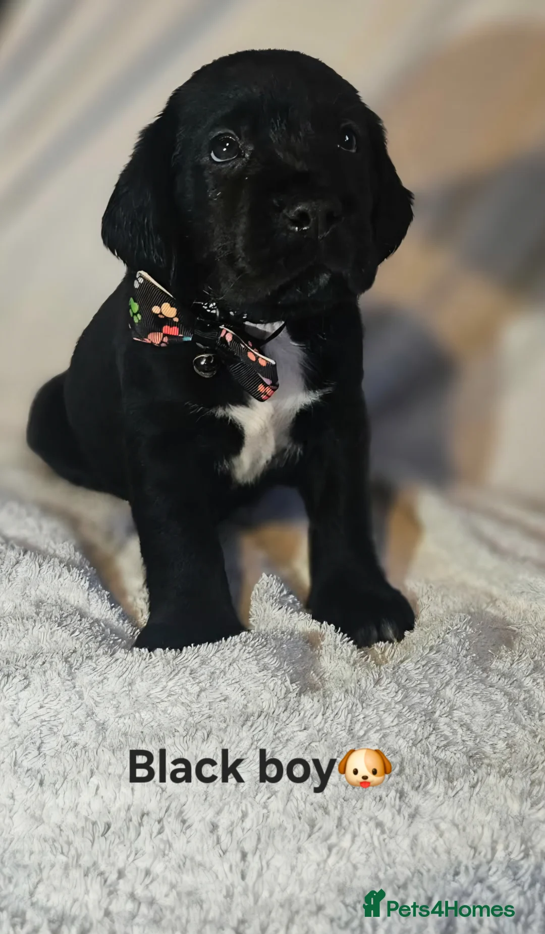 Springador dogs for sale: 🌟 8 Stunning Springador Puppies 🌟 in Stranraer - Advert 11