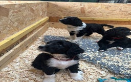 Portuguese Water Dog dogs for sale: Art Nouveau - Image 19