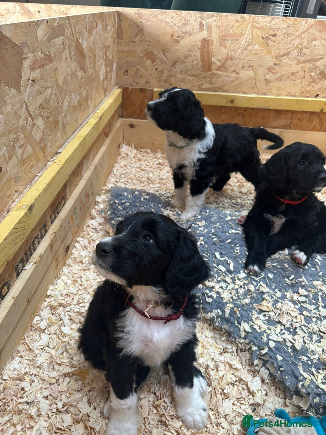 Portuguese Water Dog dogs for sale: Art Nouveau - Image 19
