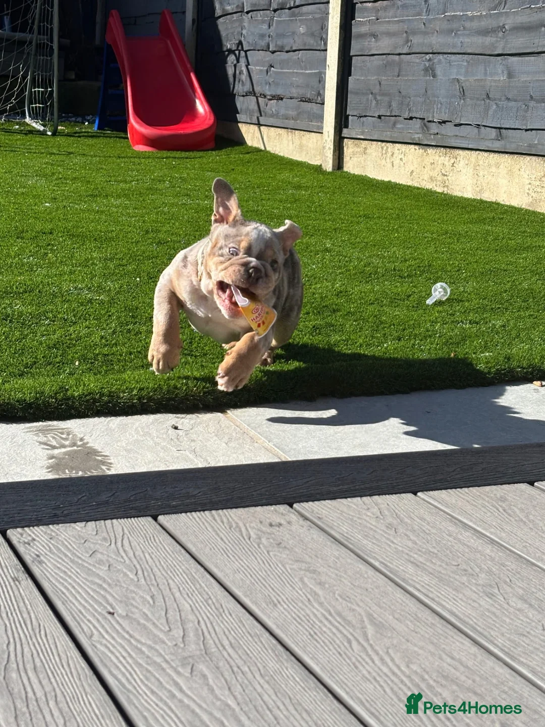 English Bulldog dogs for sale: English bulldog - Advert 2