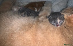 Mixed Breed cats for sale: 5 gorgeous kitten’s - Image 4