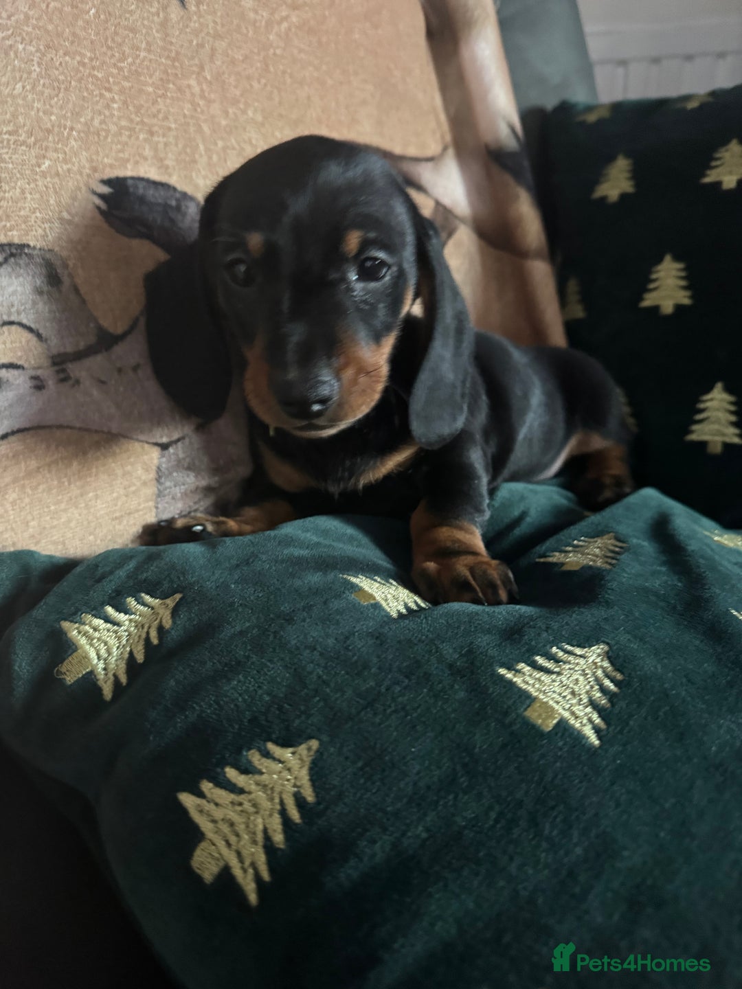 Miniature Dachshund dogs for sale: 1 dog left! Ready now. KC reg - Advert 3