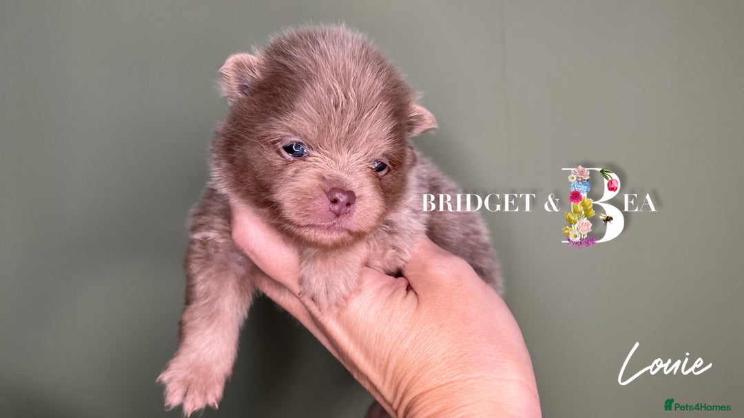 Pomeranian dogs for sale: 💛PUPPIES ARRIVED 💛 - Advert 18