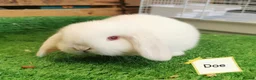Mini Lop rabbits for sale: Baby mini lops  - Advert 2