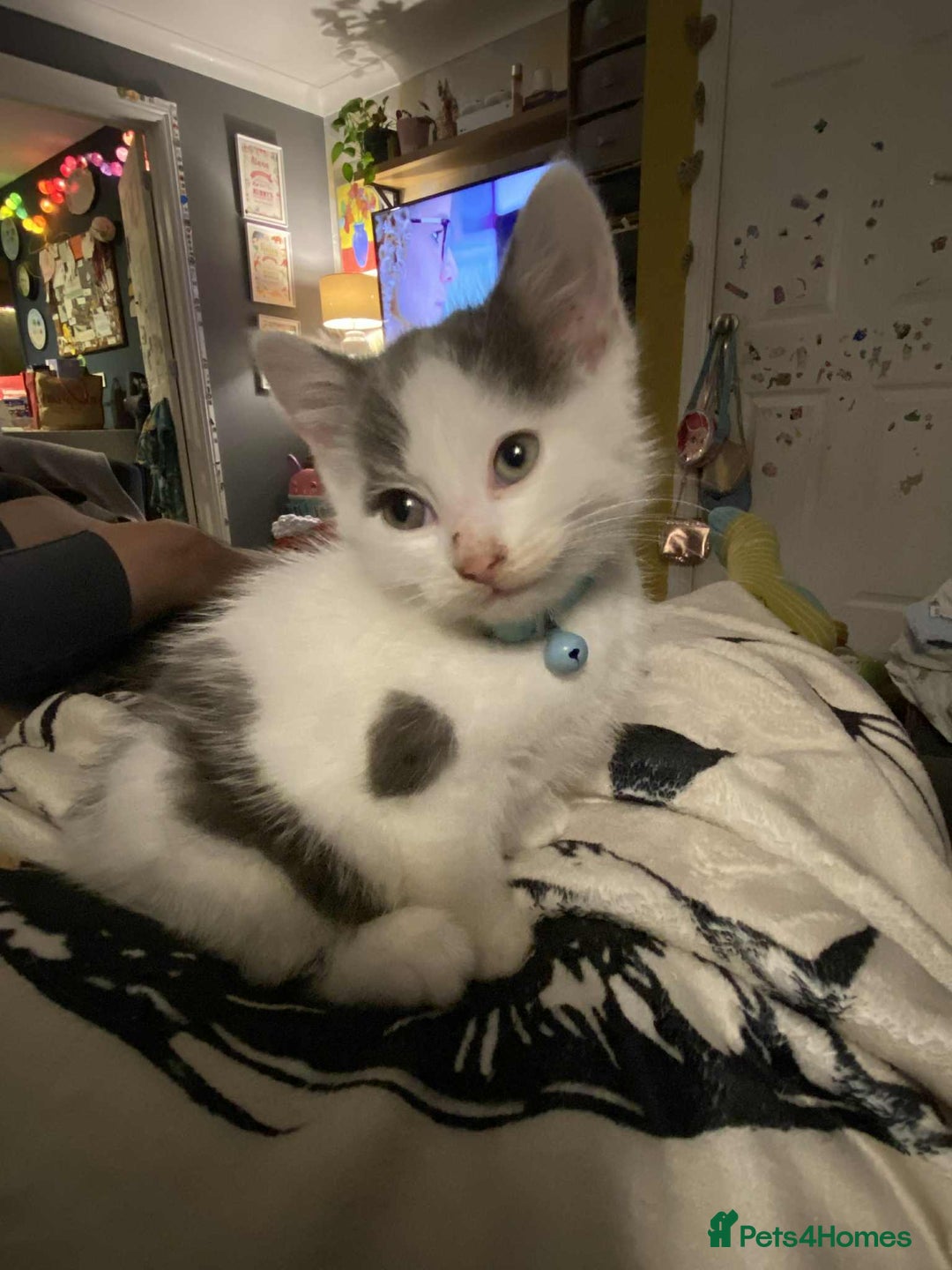 Mixed Breed cats for sale: Male kitten  - Advert 4