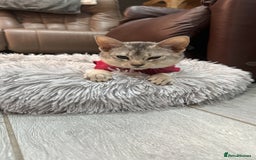 Abyssinian cats for sale: Ready to go TODAY! Delivery ✅ Neutered ✅ - Image 16