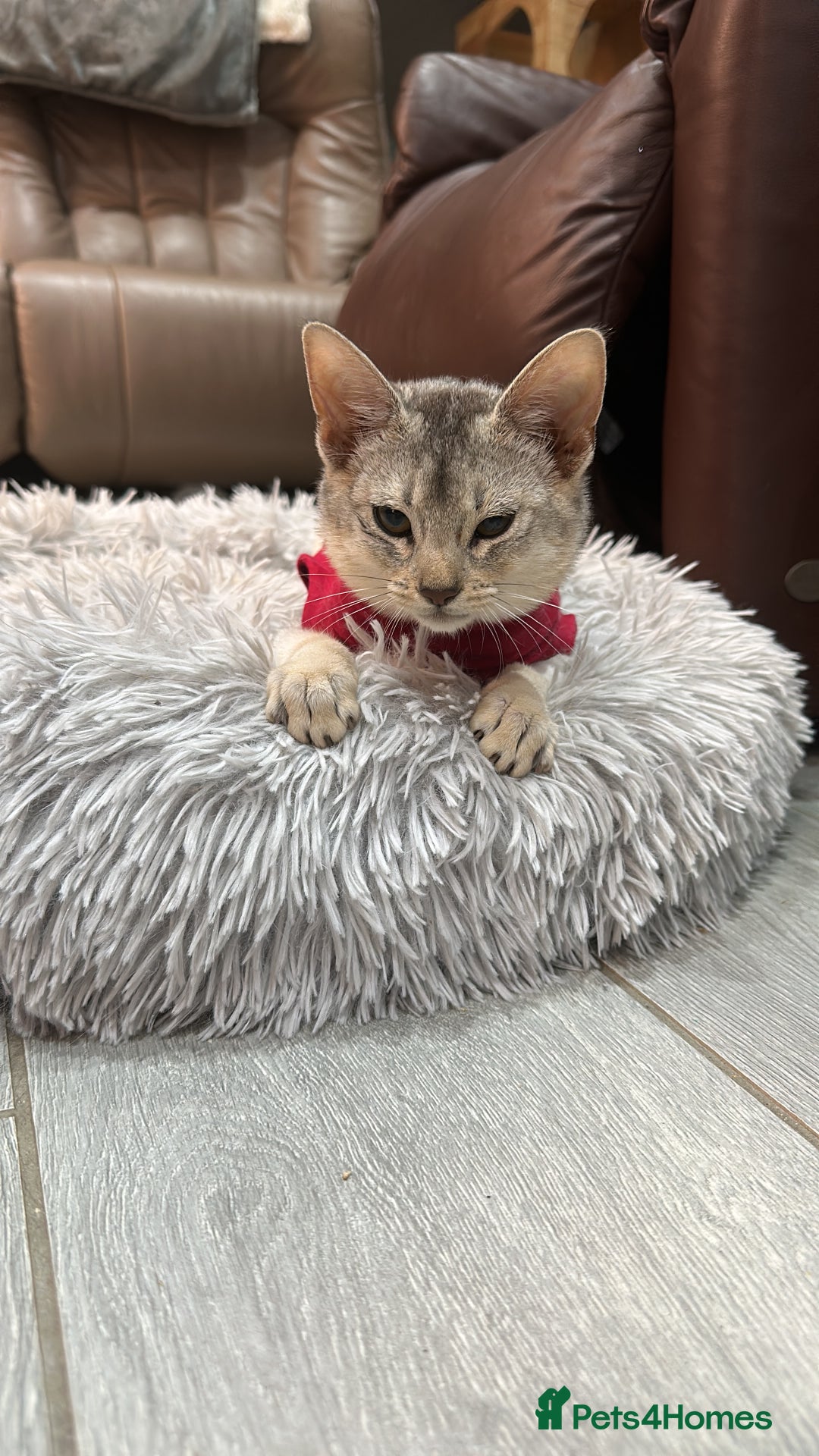 Abyssinian cats for sale: Ready to go TODAY! Delivery ✅ Neutered ✅ - Image 16