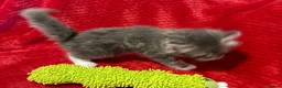 Maine Coon cats for sale: 6 Beautiful Maine Coon crossed Ragdoll kittens - Advert 4
