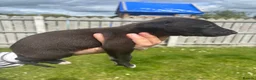 Lurcher dogs for sale: Wheaton collie bull greyhound! in Darlington - Advert 12