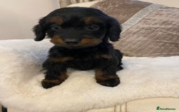Cockapoo dogs for sale: Cockerpoo pups - Image 8