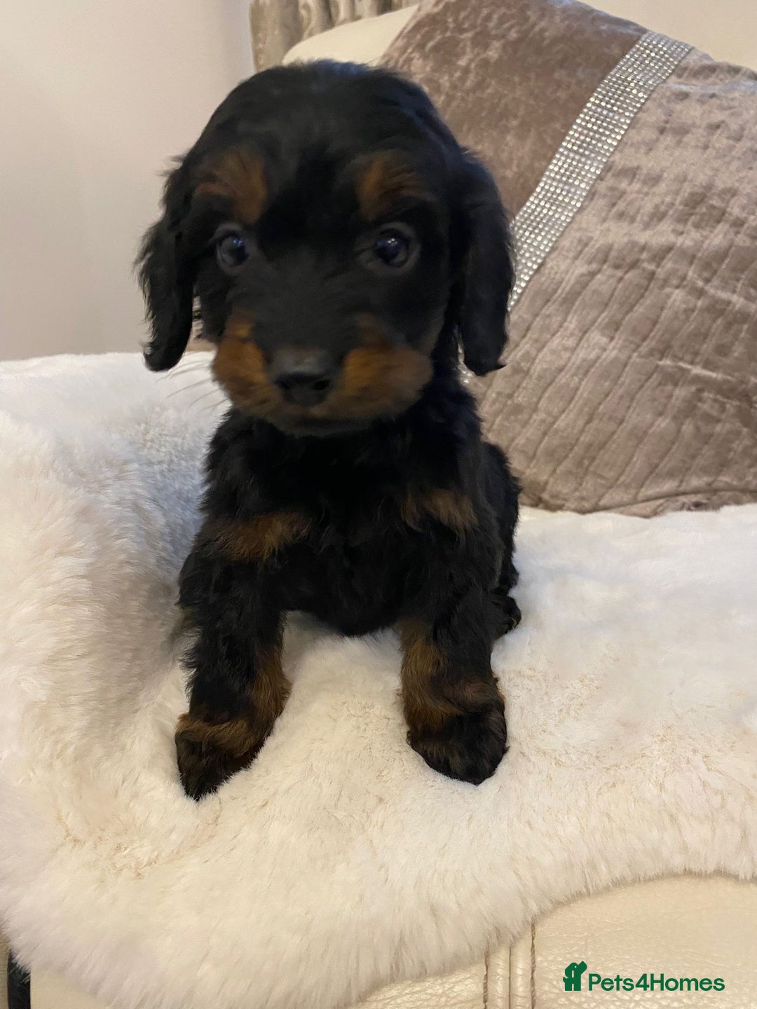 Cockapoo dogs for sale: Cockerpoo pups - Image 8