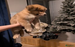 Mixed Breed dogs for sale: Bernese mountain dog X white swiss Shepard pups - Image 4