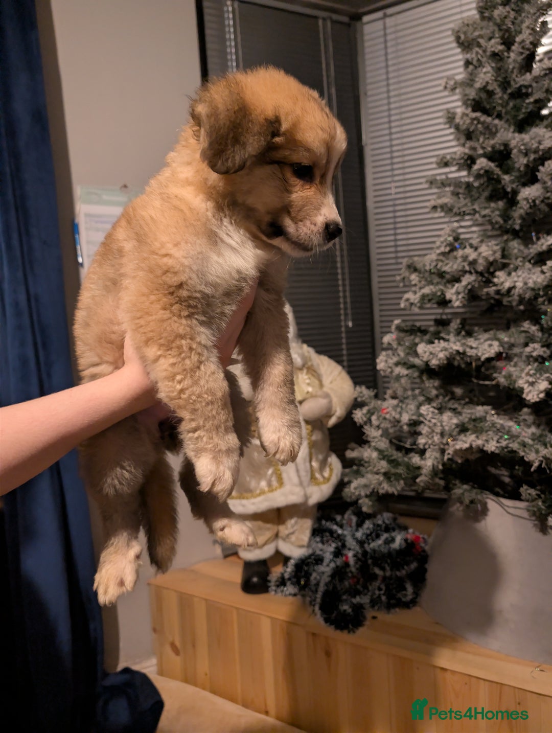 Mixed Breed dogs for sale: Bernese mountain dog X white swiss Shepard pups - Image 4