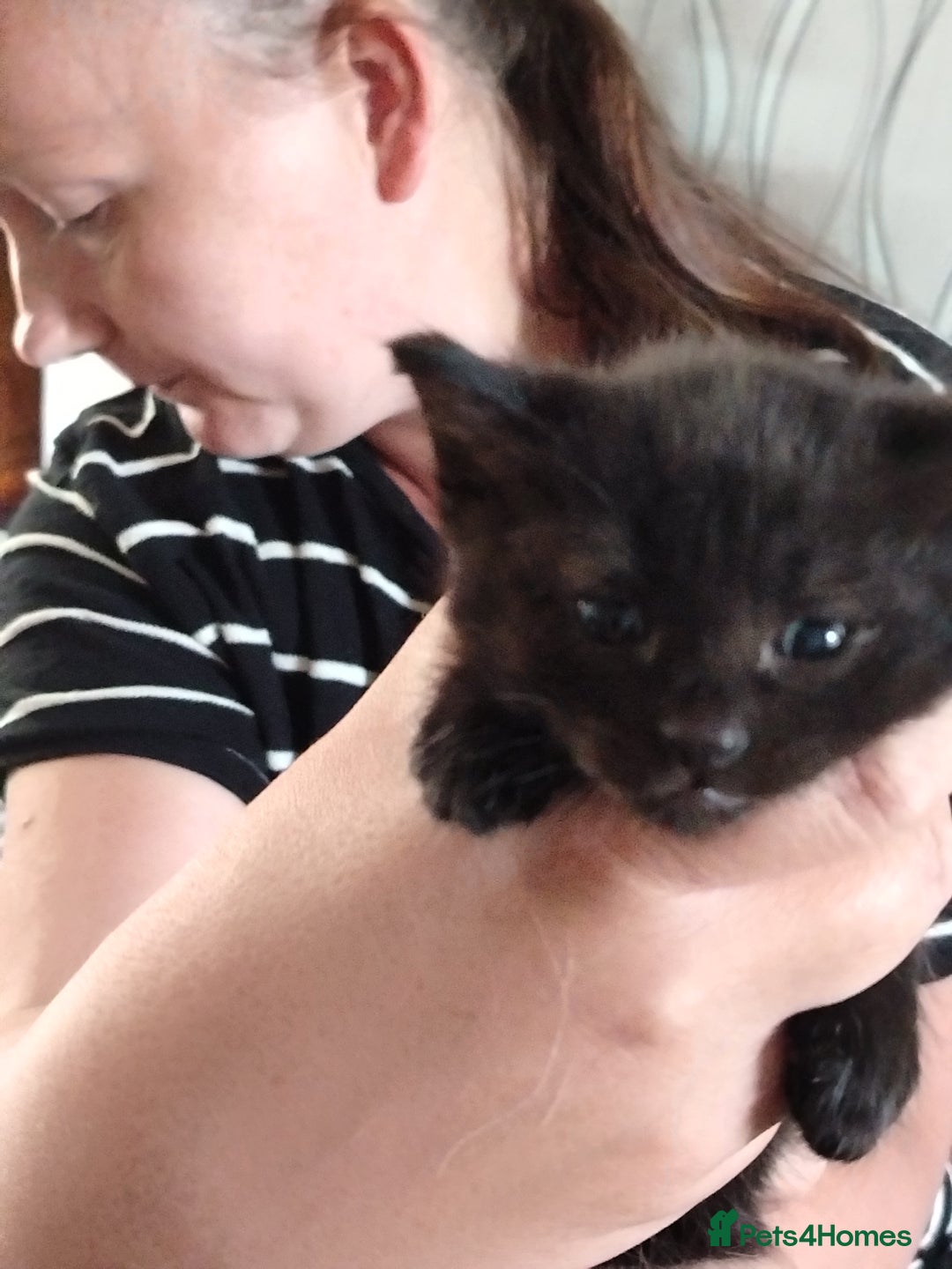 British Shorthair cats for sale: Kittens - Image 2